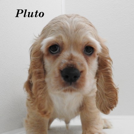 puppy, for, sale, Cocker Spaniel, Joe & Cherri  Overlease, dog, breeder, Miller, MO, dog-breeder, puppy-for-sale, forsale, nearby, find, puppyfind, locator, puppylocator, aca